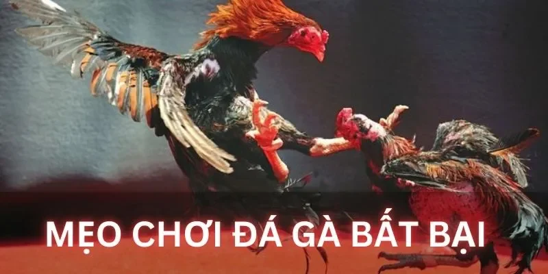 Các hình thức đá gà phổ biến nhất tại nhà cái Xin88