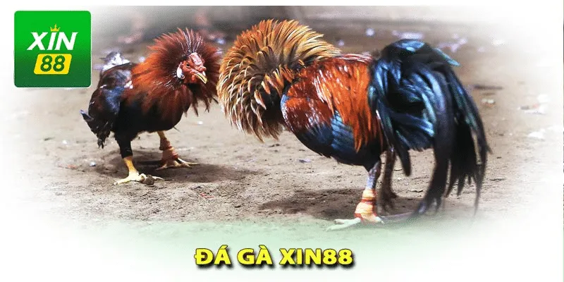 Kết hợp nhiều kèo cược đa dạng khác nhau