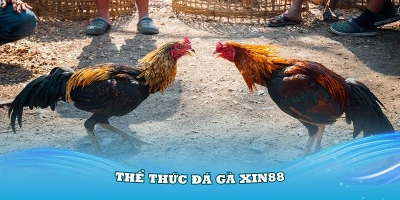 Các loại kèo đá gà nổi bật tại Xin88