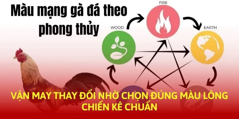 Chọn màu gà đá thao ngũ hành màu